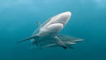 dusyshark jan azier